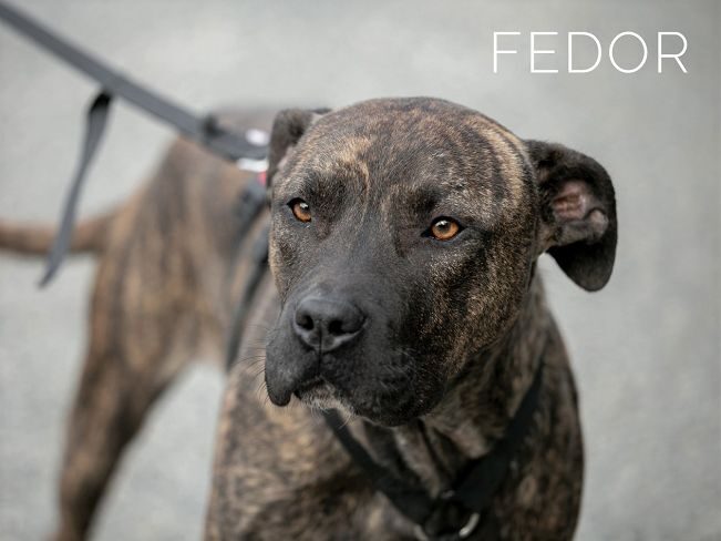 pfotenretterungarn-Fedor-1