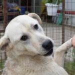 Hunde mit hellem Fell und aufmerksamen Blick, der von einer Person gehalten wird.