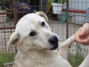 Hunde mit hellem Fell und aufmerksamen Blick, der von einer Person gehalten wird.
