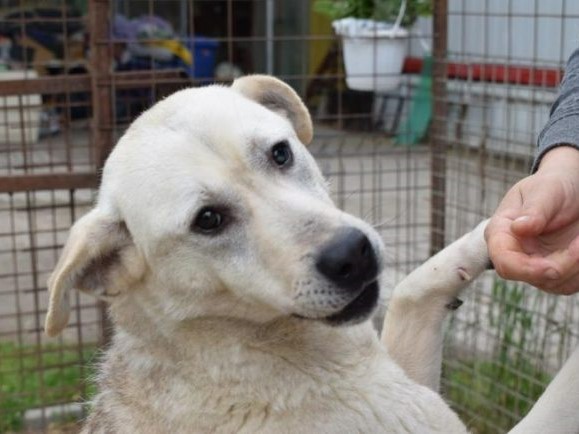 Hunde mit hellem Fell und aufmerksamen Blick, der von einer Person gehalten wird.