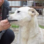 Helle Hündin, die von einer Person gefüttert wird, mit einem sanften Ausdruck im Gesicht.