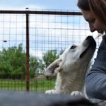 Eine Frau interagiert mit einem weißen Hund in einem Tierheim, beide zeigen Zuneigung zueinander.