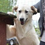 Helle Labrador-Mischlingshündin, die an einem Holztisch steht und mit einem Menschen interagiert.