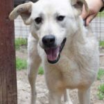 Helle Hündin mit freundlichem Gesichtsausdruck steht vor einem Zaun in einem Tierheim.