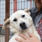 Helle Hündin mit blauen Augen, die von einer Person gehalten wird, in einem Tierheimumfeld.